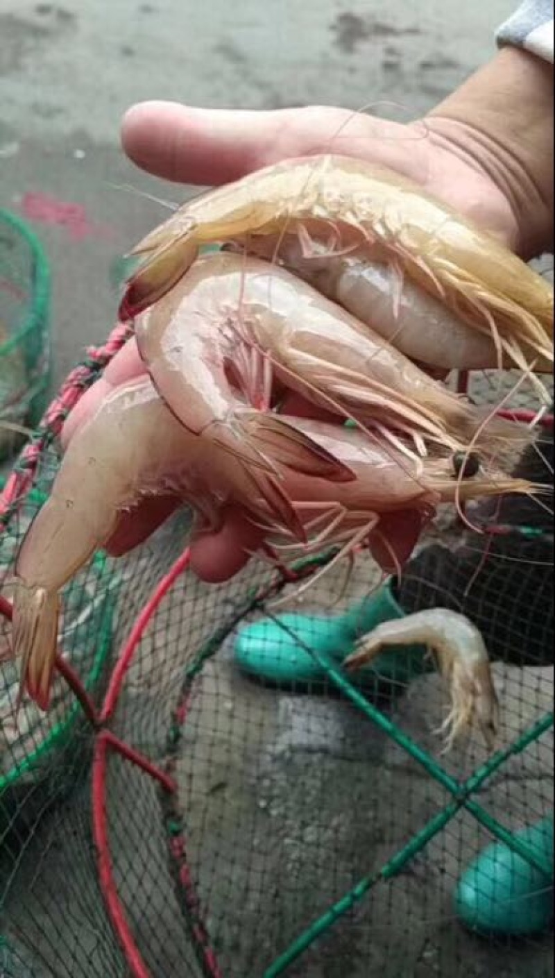 干虾