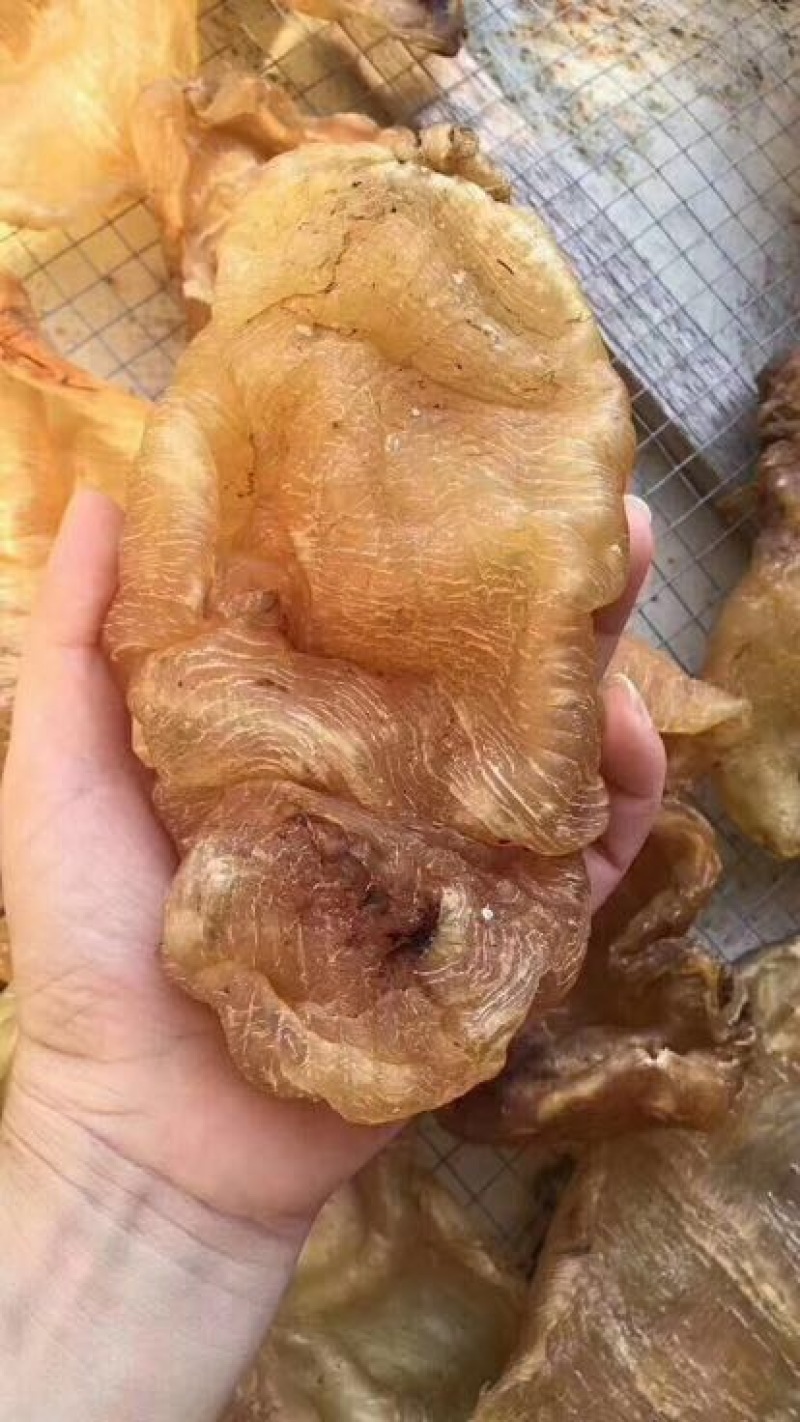 花胶大