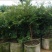 嘉宝果树苗2年苗根须发达可带泥球发货