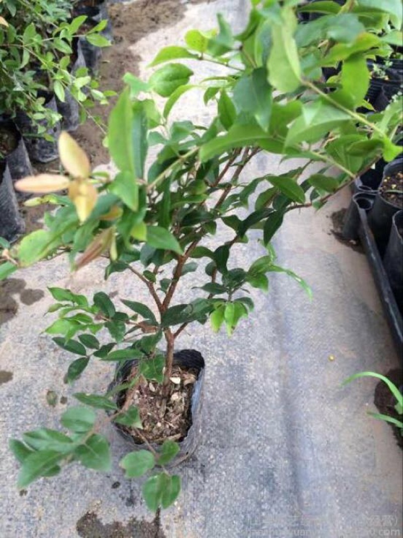 嘉宝果树苗2年苗根须发达可带泥球发货