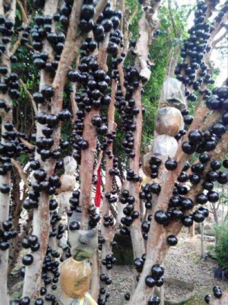 嘉宝果树苗2年苗根须发达可带泥球发货