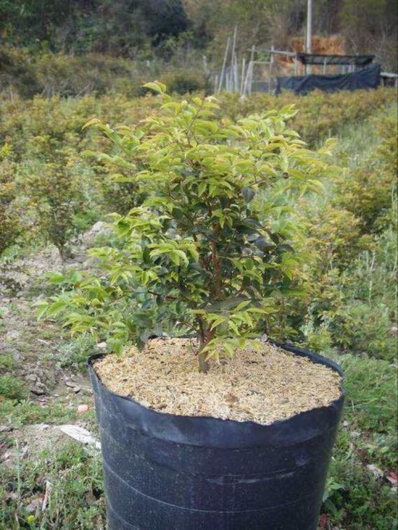 嘉宝果树苗2年苗根须发达可带泥球发货