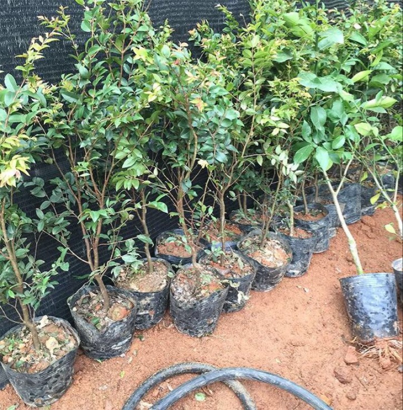 嘉宝果树苗2年苗根须发达可带泥球发货