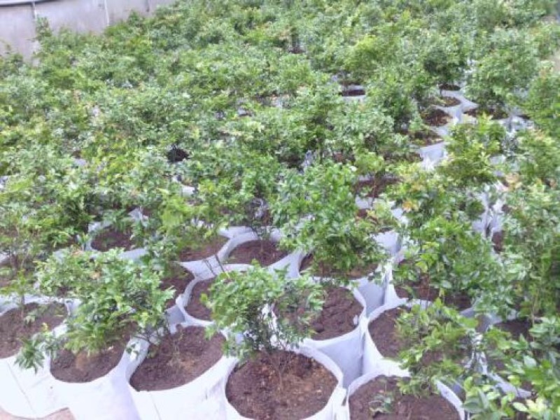 嘉宝果树苗2年苗根须发达可带泥球发货