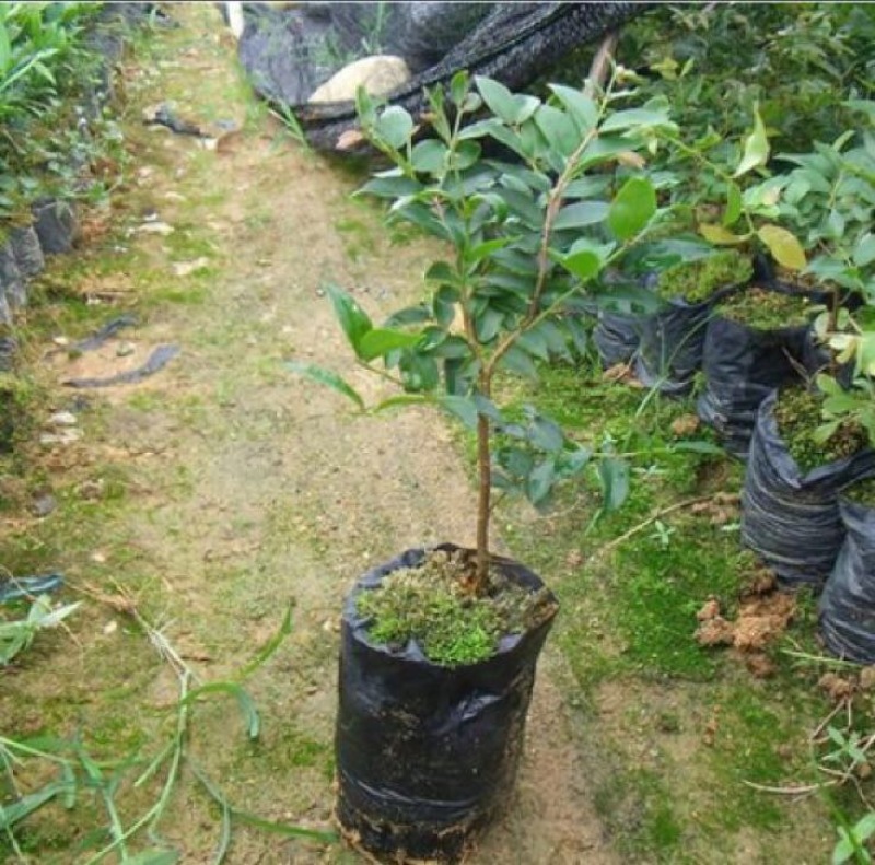 嘉宝果树苗2年苗根须发达可带泥球发货