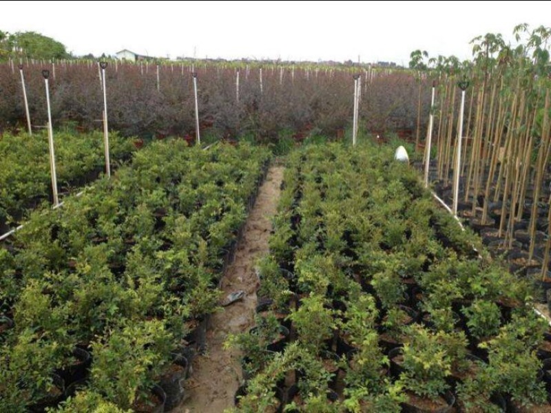 嘉宝果树苗2年苗根须发达可带泥球发货