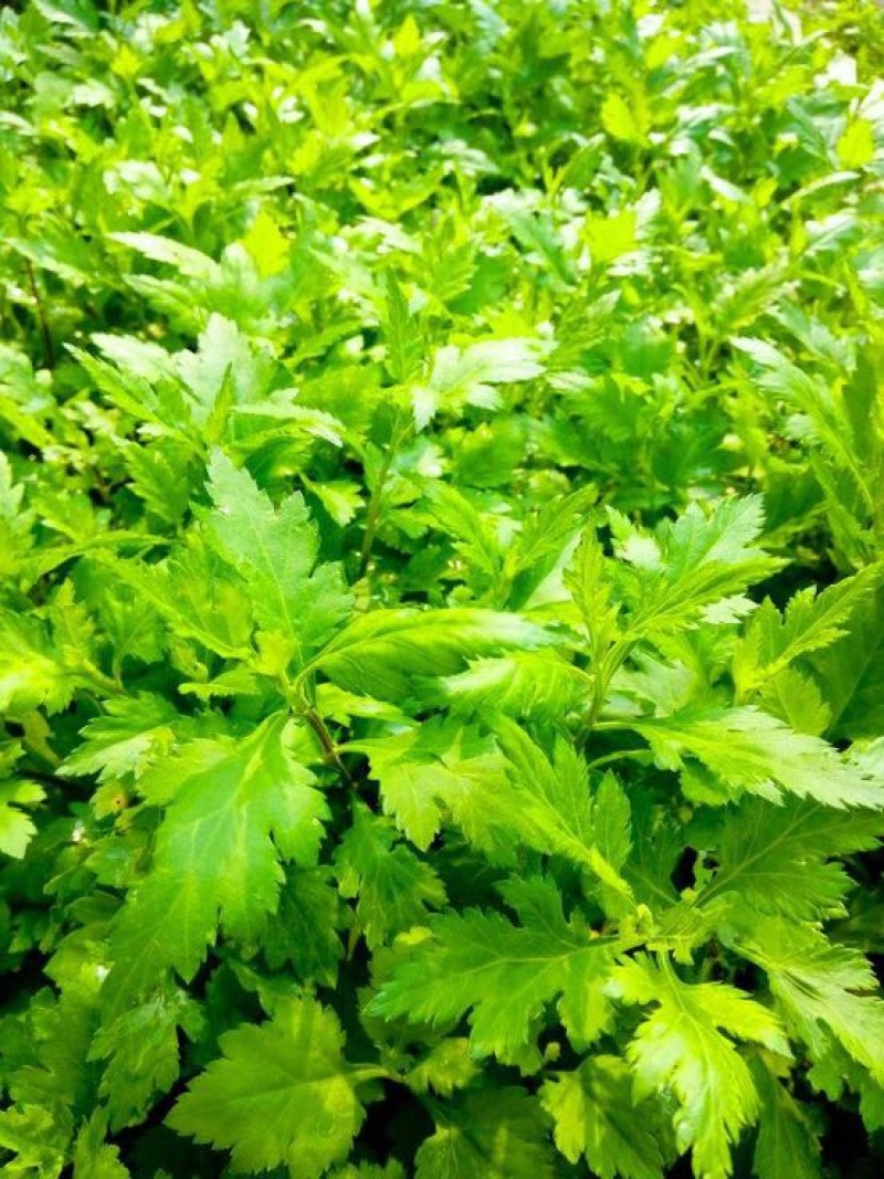 大叶菊花脑种子菊叶种苗四季种植多年生蔬菜种子种苗