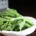 冰菜种子特菜冰草籽种籽非洲新鲜蔬菜水果冰草种籽