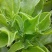 冰菜种子特菜冰草籽种籽非洲新鲜蔬菜水果冰草种籽