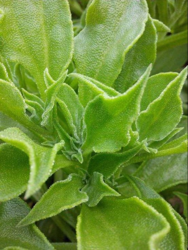 冰菜种子特菜冰草籽种籽非洲新鲜蔬菜水果冰草种籽