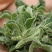 冰菜种子特菜冰草籽种籽非洲新鲜蔬菜水果冰草种籽