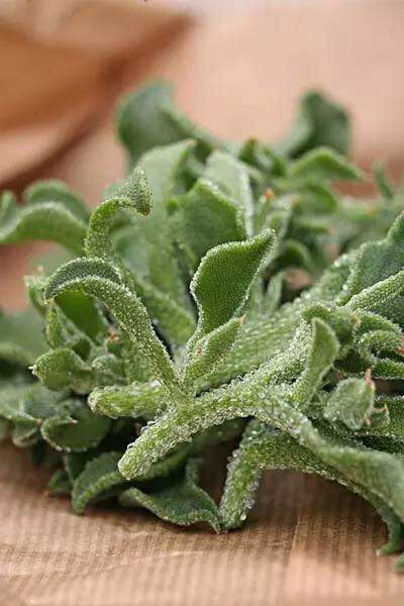 冰菜种子特菜冰草籽种籽非洲新鲜蔬菜水果冰草种籽