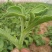 冰菜种子特菜冰草籽种籽非洲新鲜蔬菜水果冰草种籽