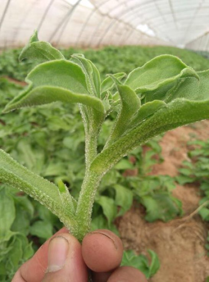 冰菜种子特菜冰草籽种籽非洲新鲜蔬菜水果冰草种籽