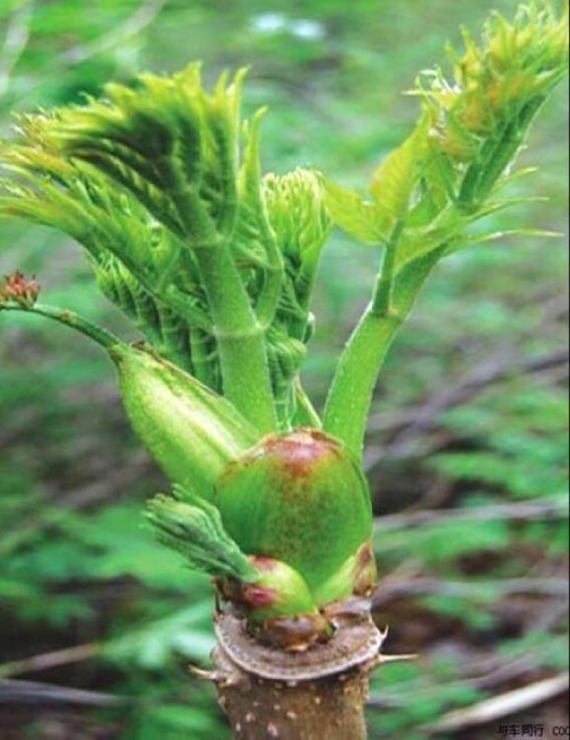 刺龙芽菜
