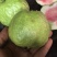 红宝石少籽芭乐苗（杯苗）