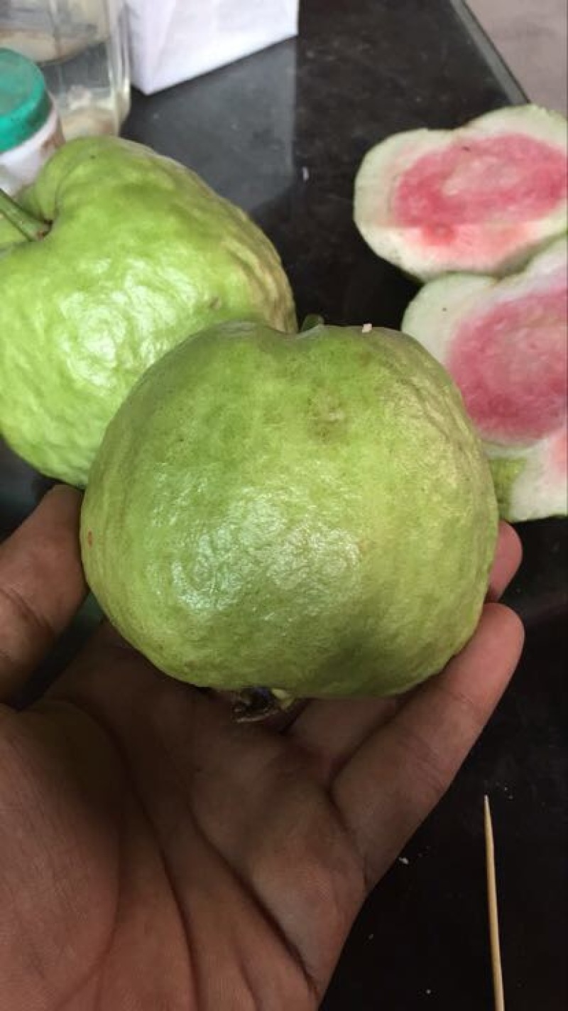 红宝石少籽芭乐苗（杯苗）