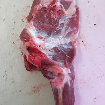 鲜羔羊肉绵羊肉前腿带骨，去骨前腿，，