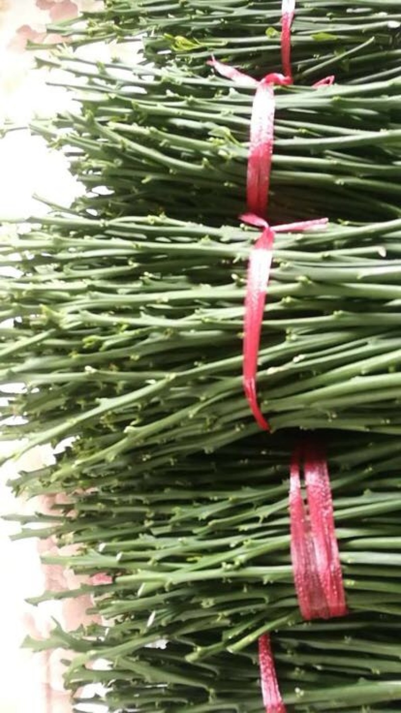 橘之尤物爱媛28号枝条10~20cm