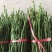 橘之尤物爱媛28号枝条10~20cm