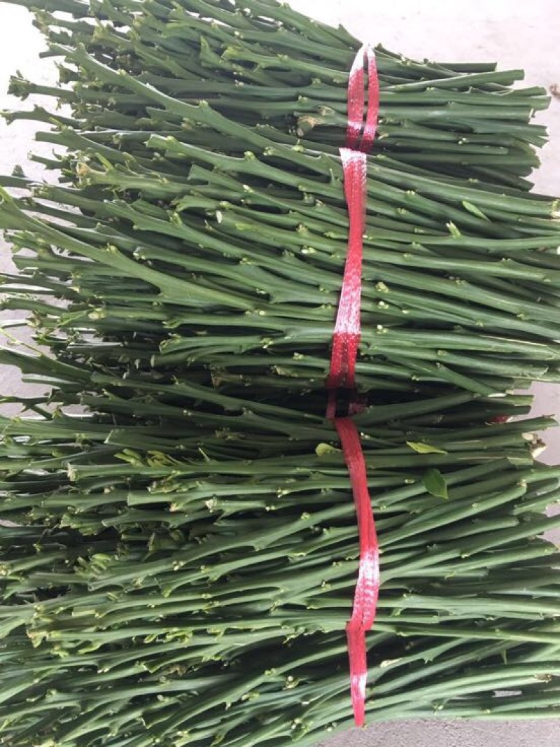 橘之尤物爱媛28号枝条10~20cm