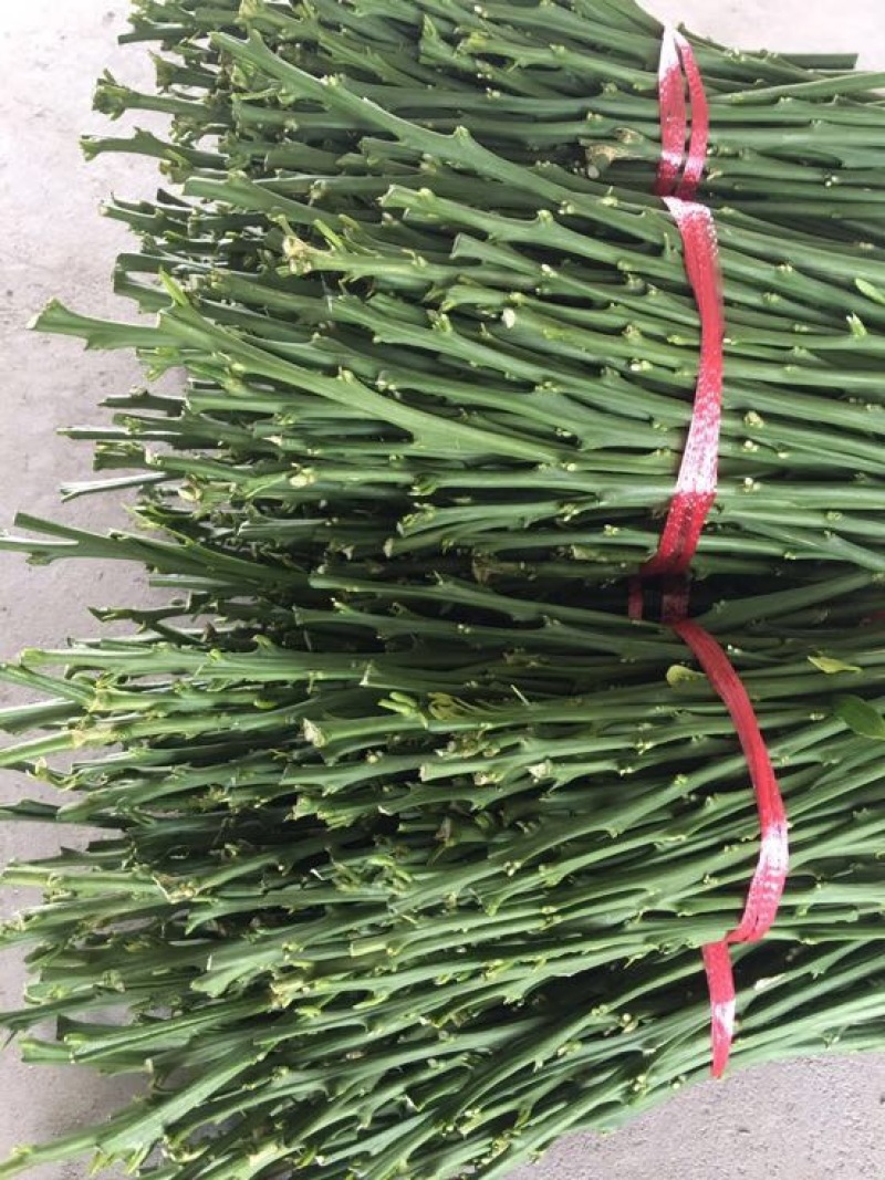 橘之尤物爱媛28号枝条10~20cm