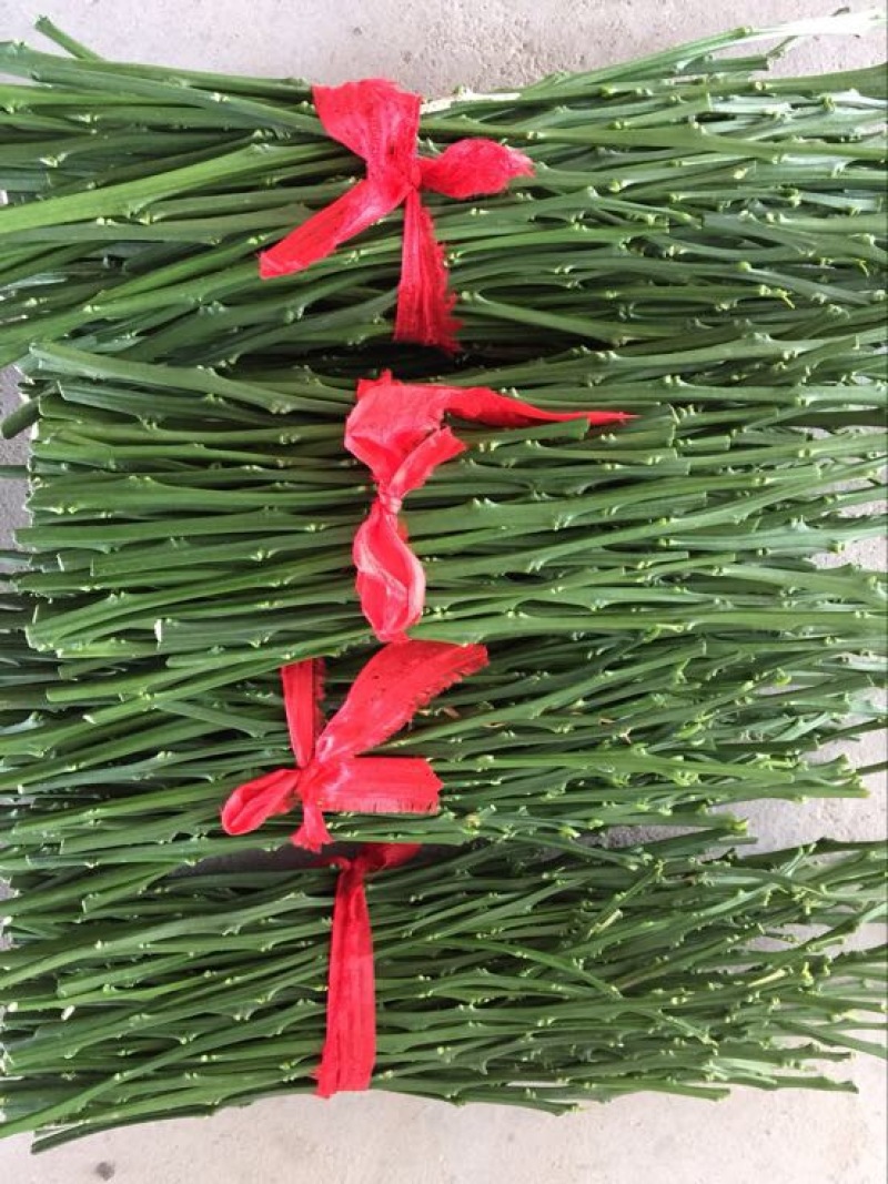 橘之尤物甘平枝条10~20cm