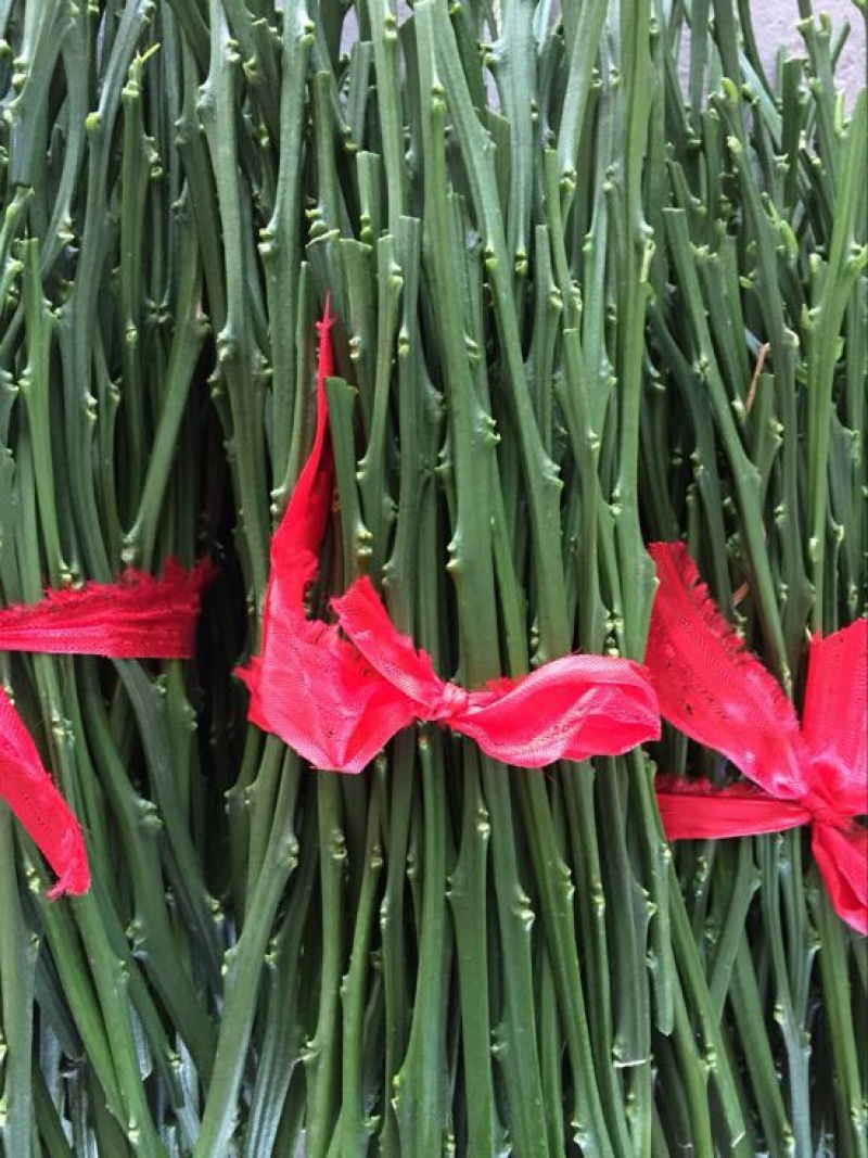 橘之尤物甘平枝条10~20cm