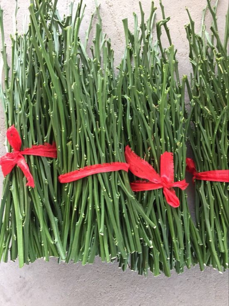 橘之尤物甘平枝条10~20cm