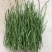 橘之尤物甘平枝条10~20cm