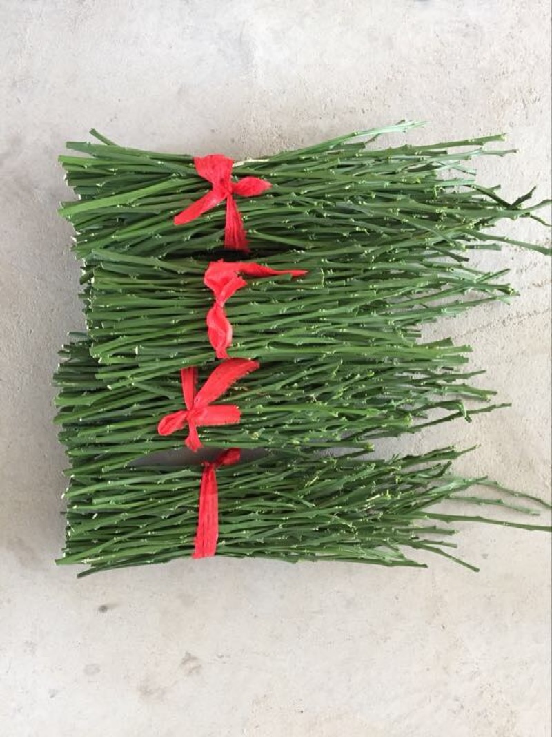 橘之尤物甘平枝条10~20cm