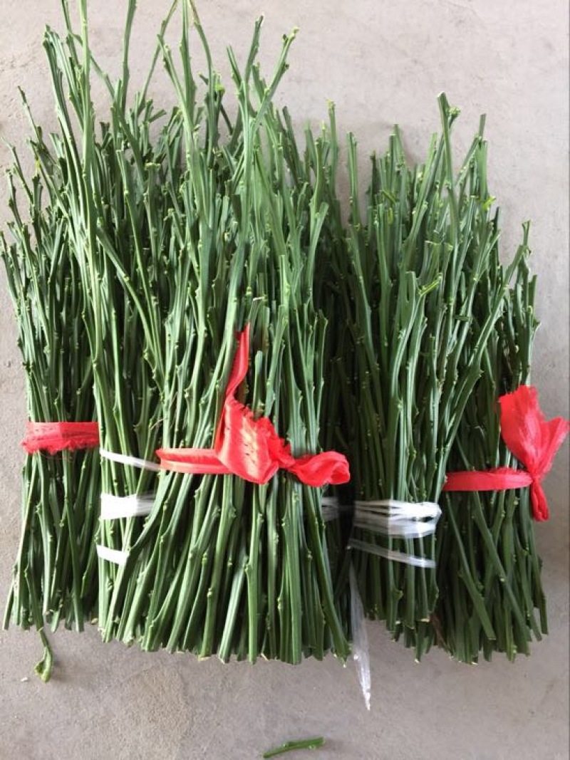 橘之尤物甘平枝条10~20cm