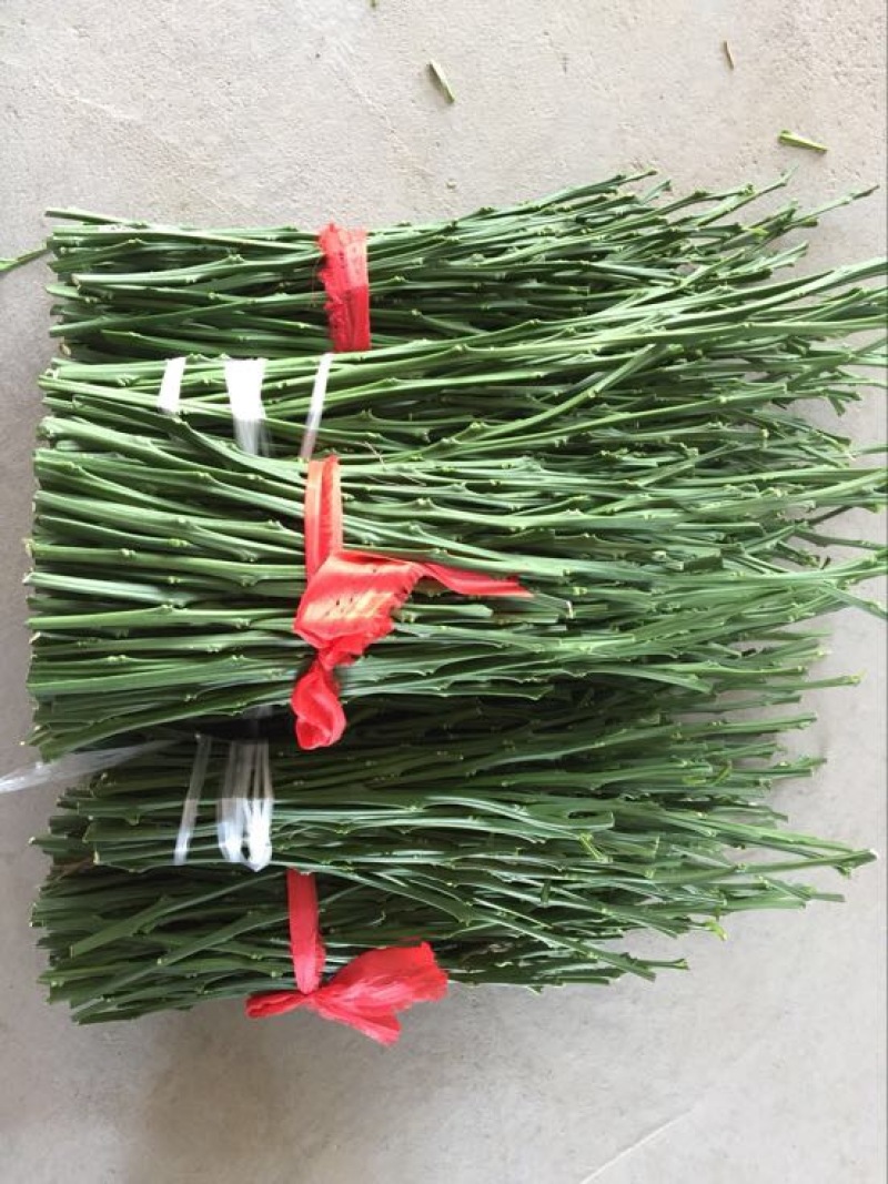 橘之尤物甘平枝条10~20cm