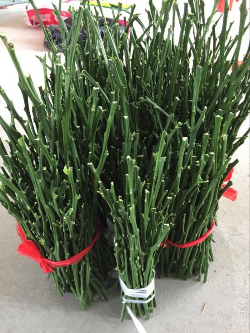 橘之尤物甘平枝条10~20cm