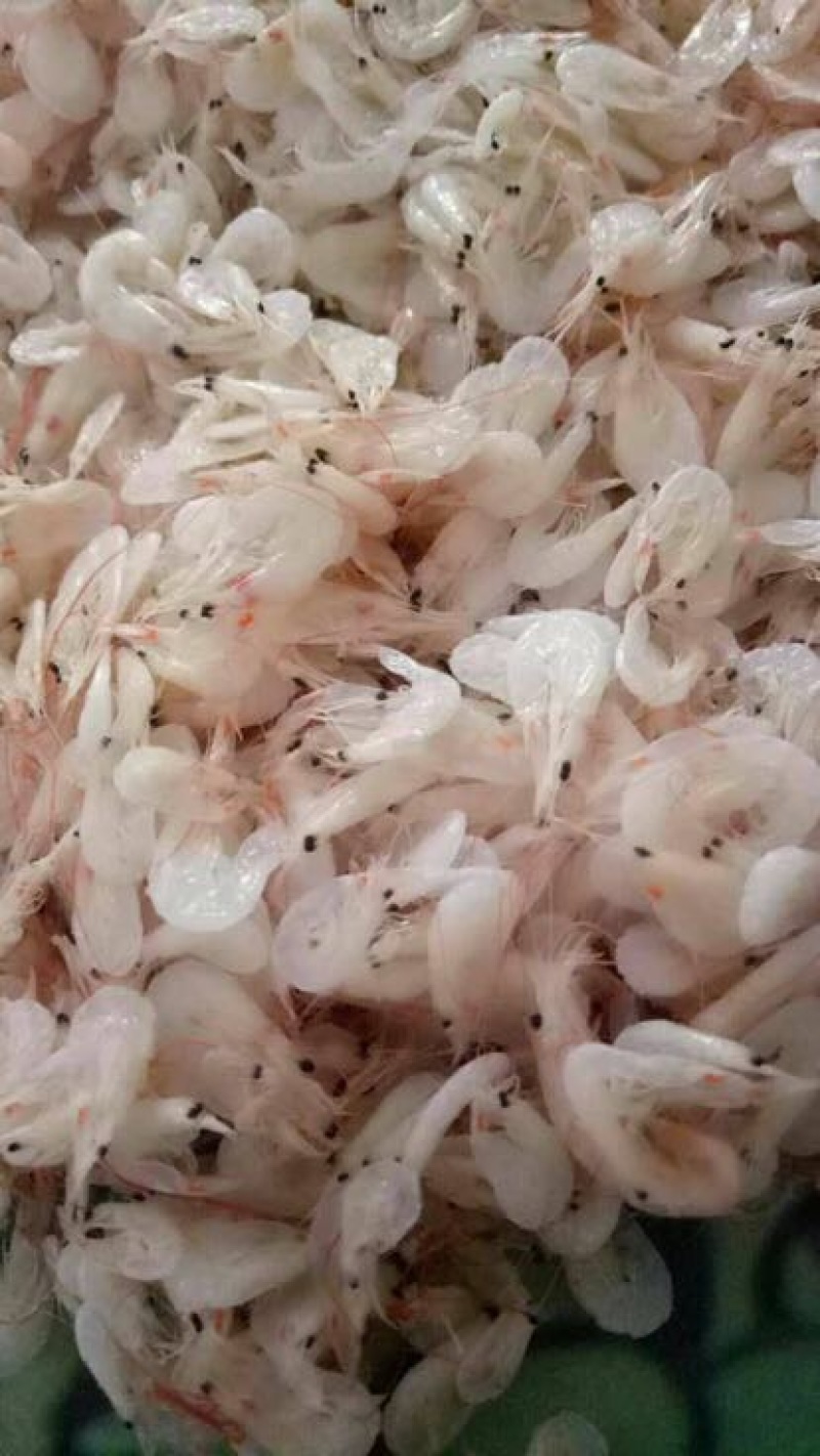 虾皮特级