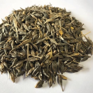 黑大麦