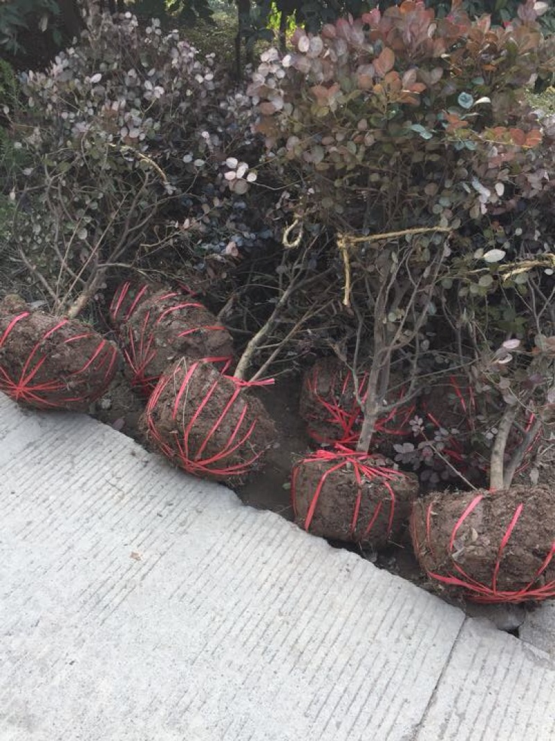 红花继木球（球形80cm至150cm、小苗均有货）