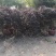 红花继木球（球形80cm至150cm、小苗均有货）