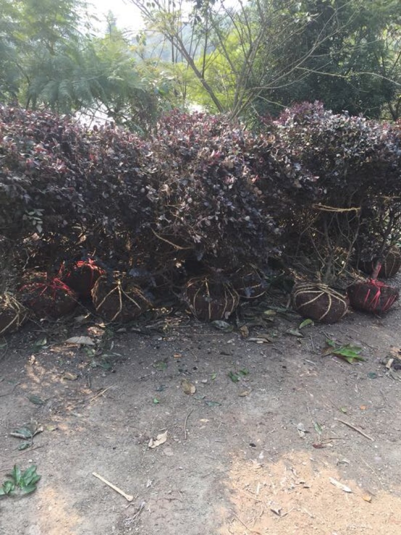 红花继木球（球形80cm至150cm、小苗均有货）