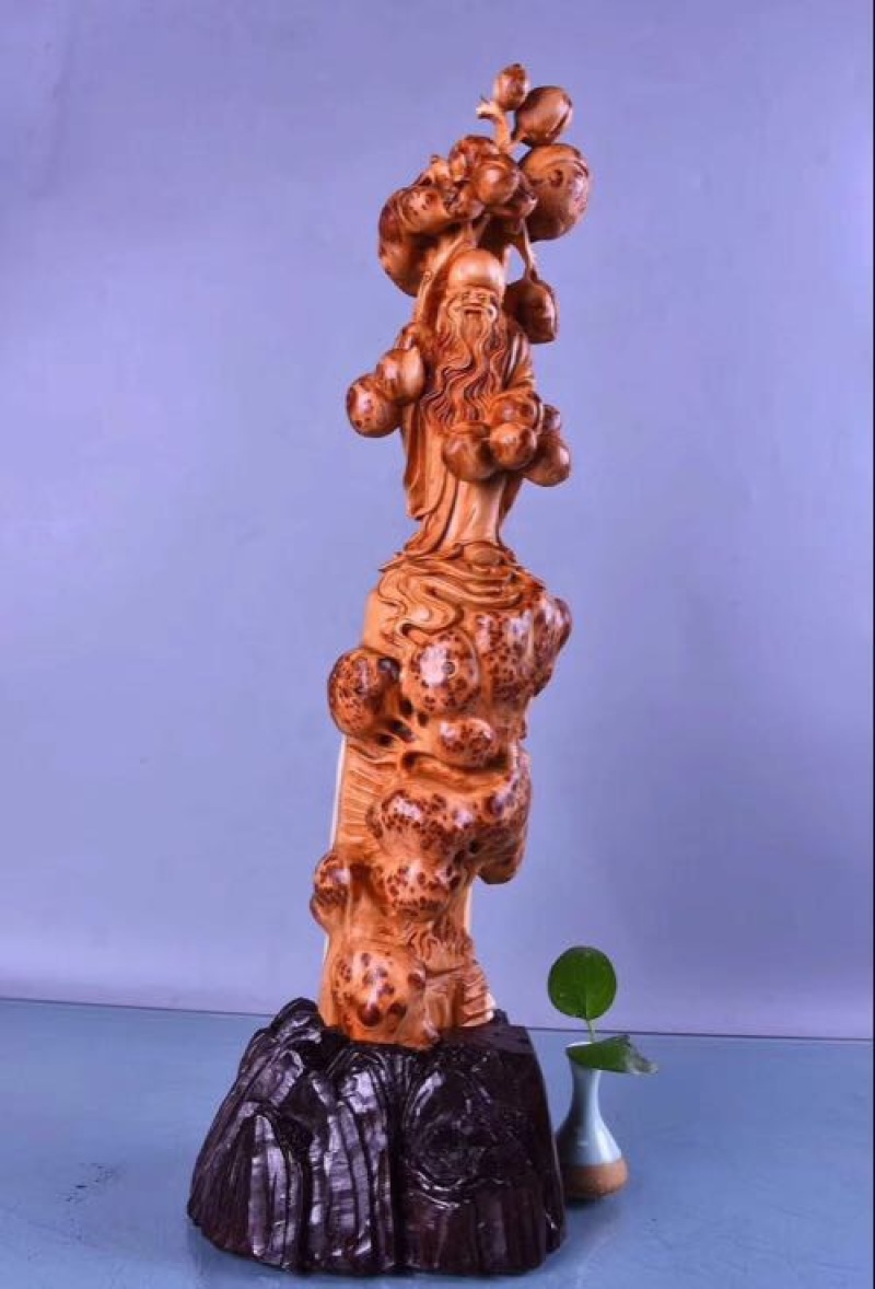 太行崖柏14~16cm0.5米以下