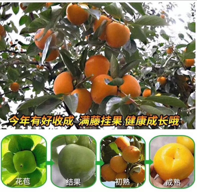 柿饼2.5两以上