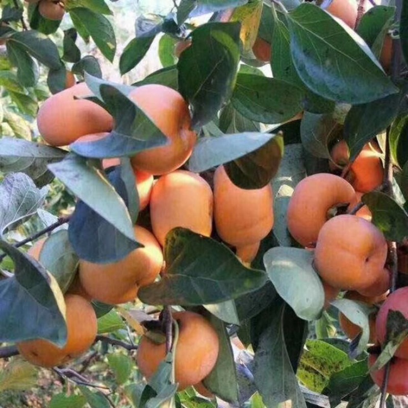 柿饼2.5两以上