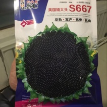 油葵种子矮大头606招代理