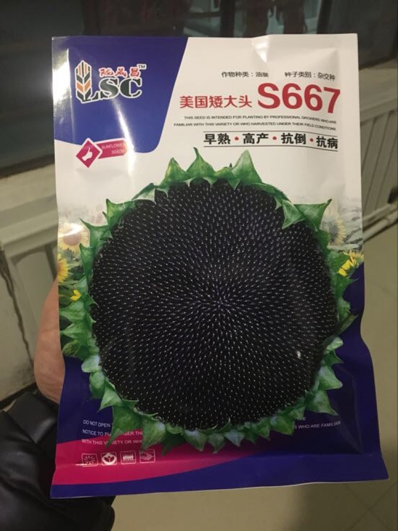 油葵种子矮大头606招代理