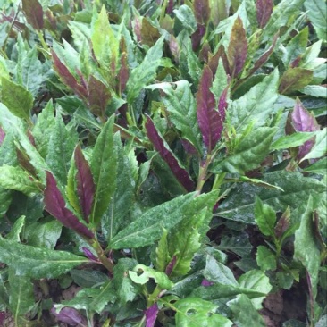 紫背天葵苗红背菜观音菜苗紫种籽明月草神仙草金鸡毛菜血皮菜