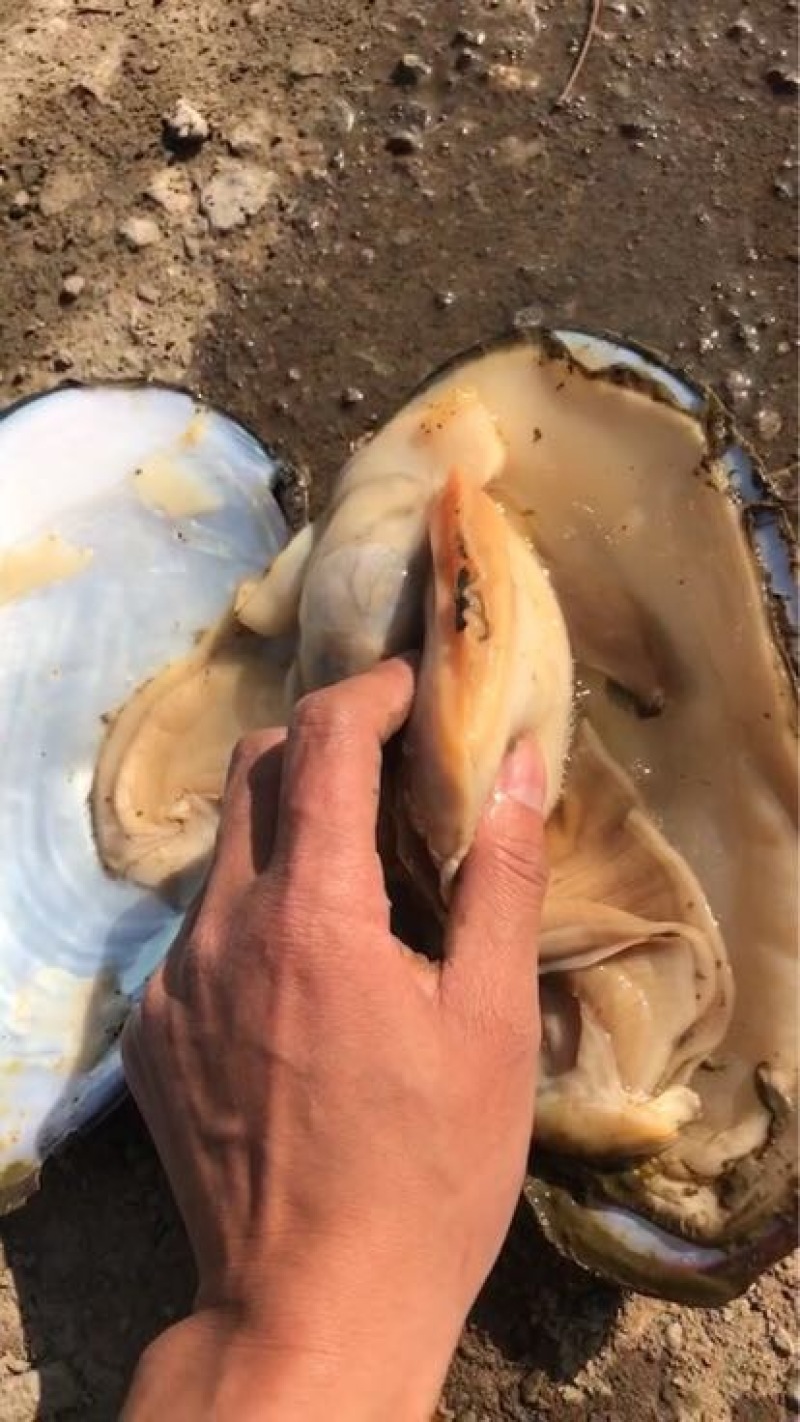 江苏河蚌，常年有货，数量管够