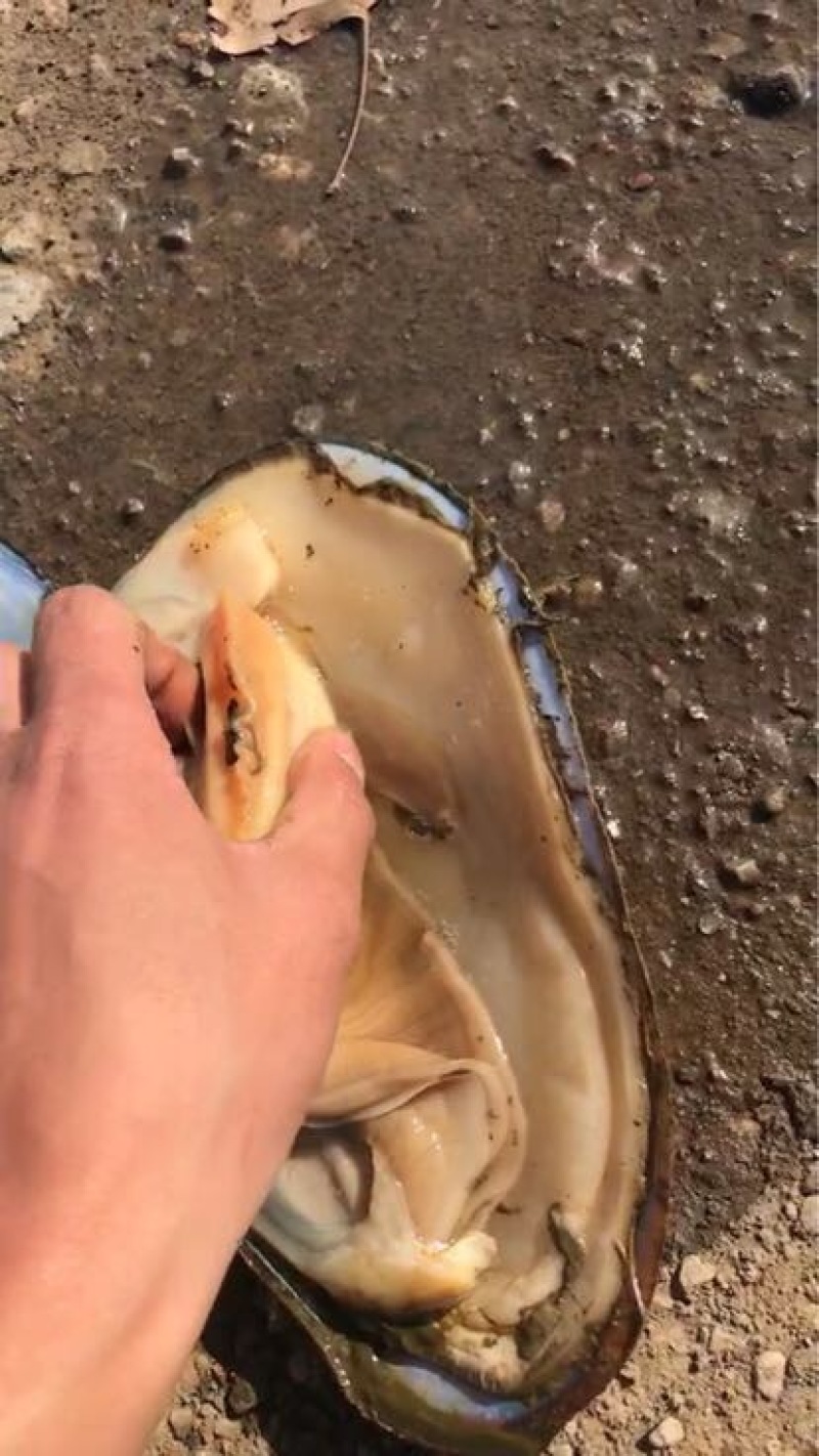 江苏河蚌，常年有货，数量管够