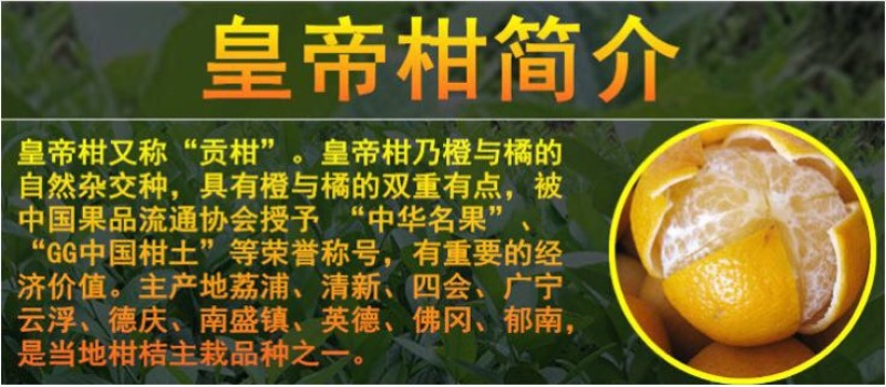 皇帝柑苗50~80cm