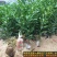 皇帝柑苗50~80cm