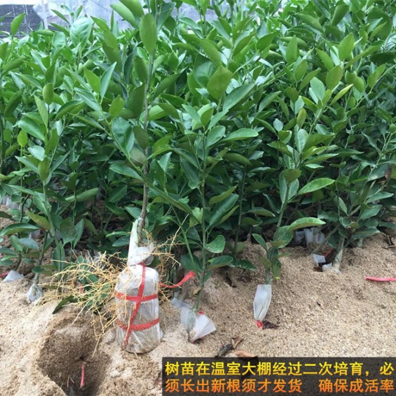 皇帝柑苗50~80cm
